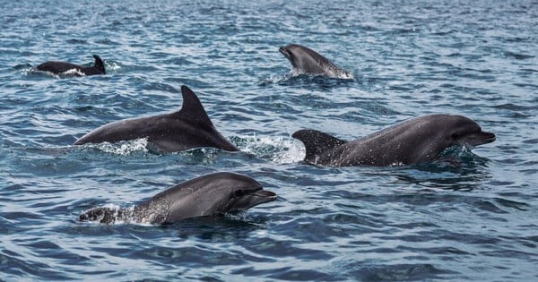 ¿Rusia duplicará el número de delfines “militares” para proteger la Flota del Mar Negro?