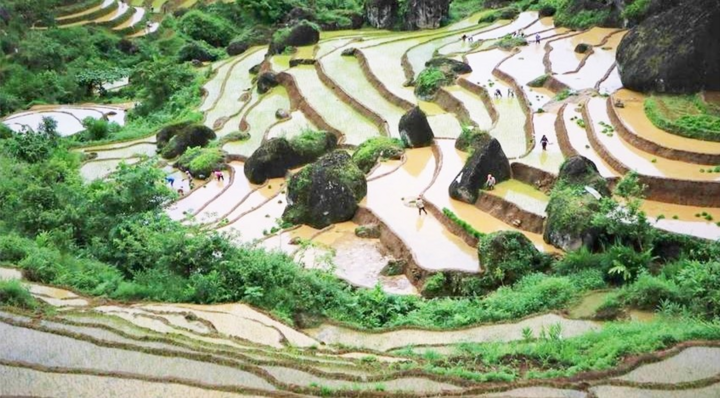 Khun Ha terraced fields - Lai Chau in the flooding season.