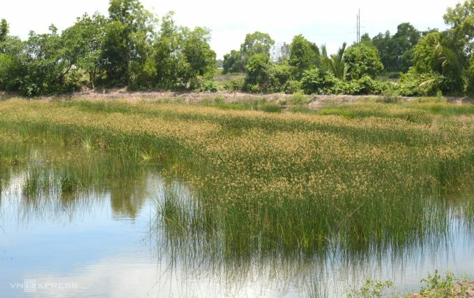 In den Garnelenteichen der Küstenprovinzen wächst reichlich Seggengras. Foto: An Minh