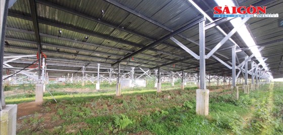 Hệ thống mái điện mặt trời đồ sộ trong khuôn viên dự án nông nghiệp của Công ty TNHH Farm Việt. Ảnh: PHƯƠNG ĐÔNG ảnh 1