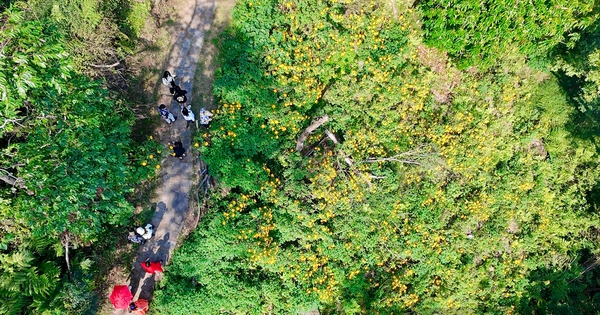 バヴィ軍事歴史博物館とワイルドサンフラワーズで遺物保護の学士号を取得