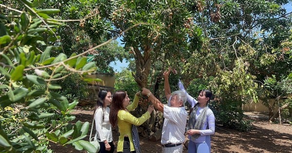 The hundred-year-old longan in Bac Lieu has round fruit, thin skin, crispy flesh, many people want to see the old longan.