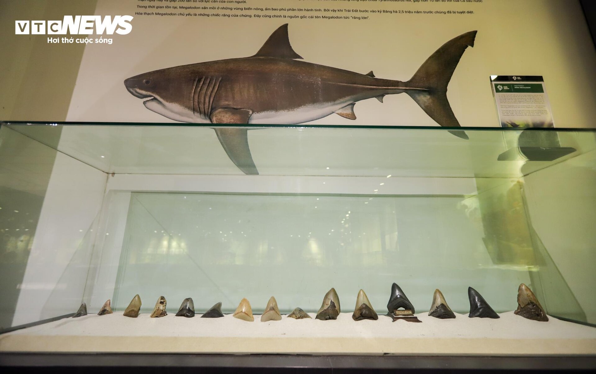 Close-up of billion-year-old fossils on display in Hanoi - 7
