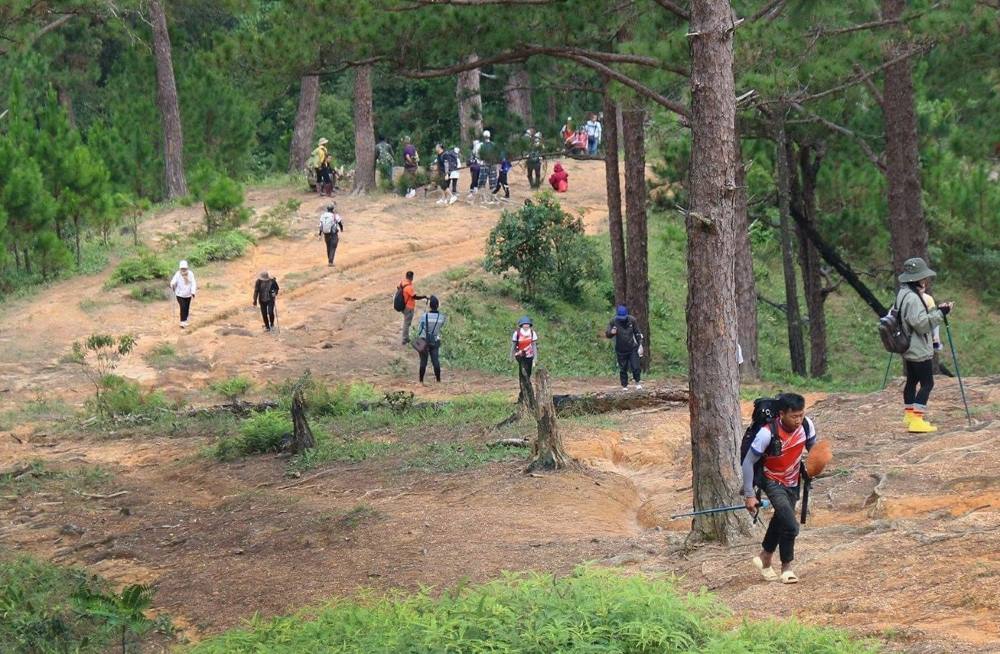 Overcoming pine hills on the road. Photo: Duy Tuan