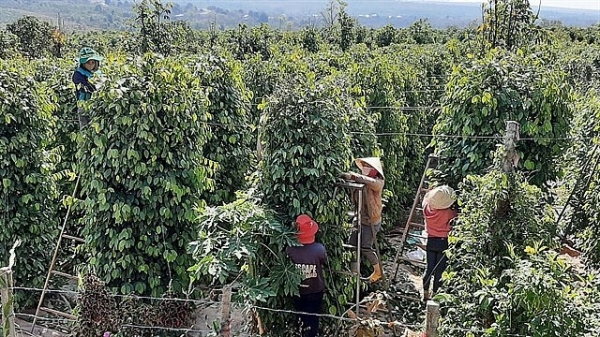 Positive outlook, Vietnam pepper industry is making steady progress