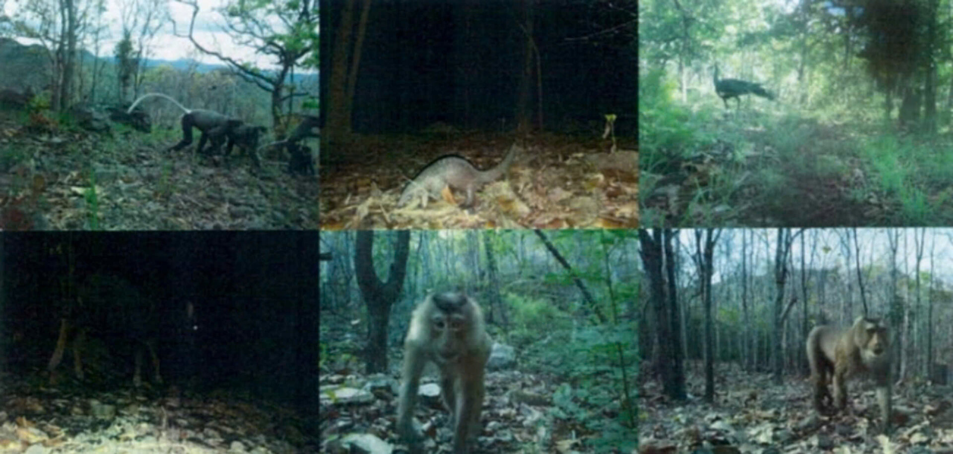 Bewundern Sie 24 seltene Vogel- und Tierarten im Schutzwald in Binh Thuan - 2