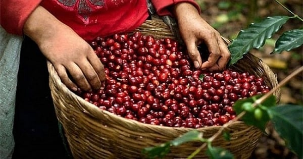 Trong nước vượt mốc 121.000 đồng/kg, Robusta tăng ngày thứ tư liên tiếp