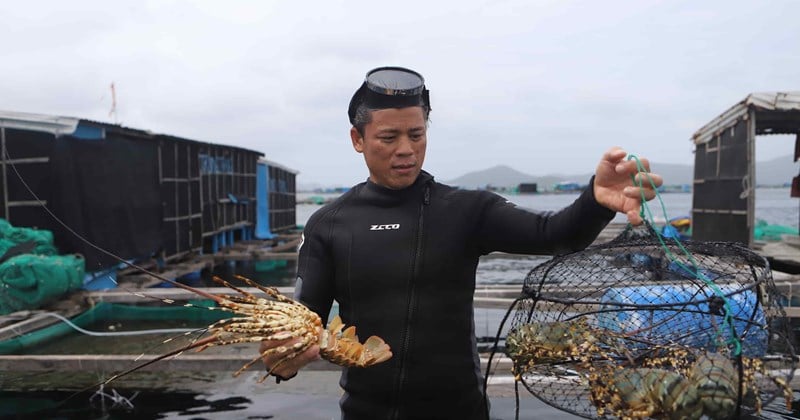 Tôm hùm Khánh Hòa tắc đường xuất khẩu