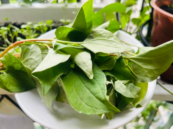 Loại rau gia vị có lượng vitamin C gấp rưỡi trái cam, mùi vị không phải ai cũng ăn được- Ảnh 1.