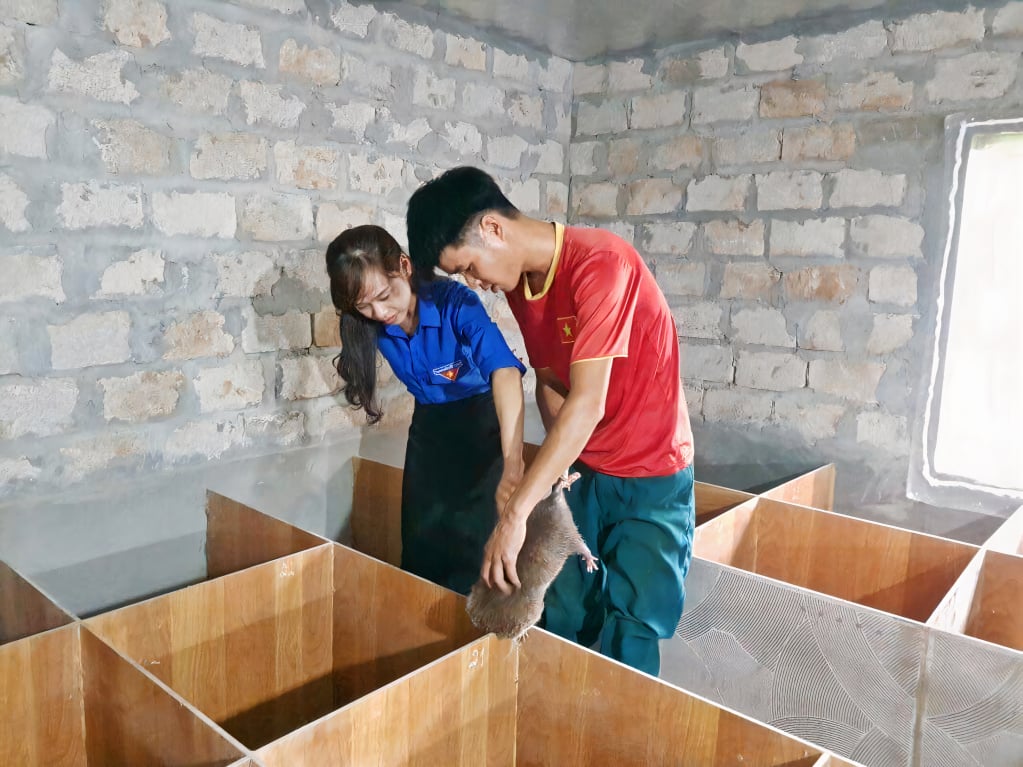 The bamboo rat breeding model of Mr. Tang Tien Trung (Dao Thanh Y ethnic group, Ha Bac village, Ha Lau commune, Tien Yen district) was supported by the Provincial Youth Union with a loan of 70 million VND from the Bank for Social Policies.