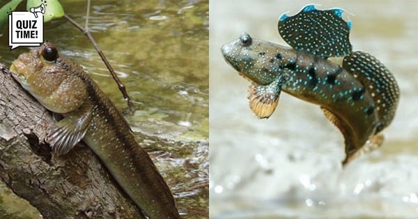 In welchem ​​Touristengebiet in Vietnam gibt es Fische, die springen und auf Bäume klettern können?