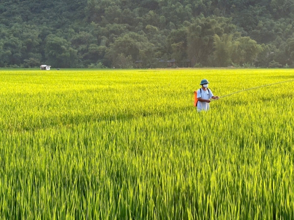 El precio del arroz se redujo en 100 VND/kg, el precio del arroz de exportación disminuyó