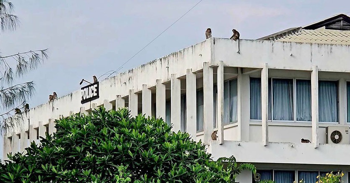 Hundreds of monkeys escape from cages, Thai police barricade themselves in the station