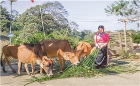 Unique Buffalo and Cow Tet of Xa Phang people