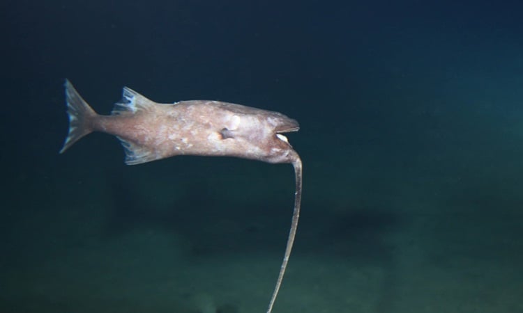 Les poissons nagent la tête en bas toute leur vie pour attraper des appâts.