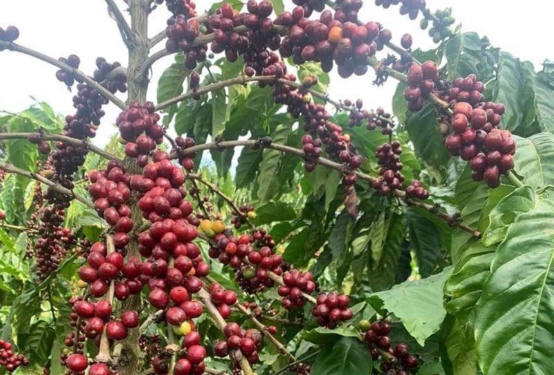 Las preocupaciones por las tensiones en el Mar Rojo provocan fuertes fluctuaciones en los precios de exportación del café