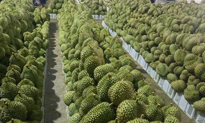 ベトナム産ドリアンは中国で人気が高まっている。写真：リン・ダン