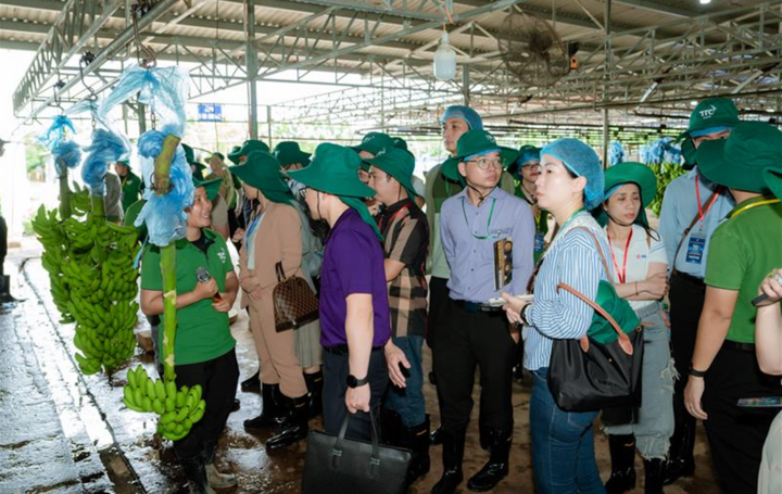 Gäste besuchen den Bio-Bananenproduktionsprozess auf der Thanh Long Farm von TTC AgriS.