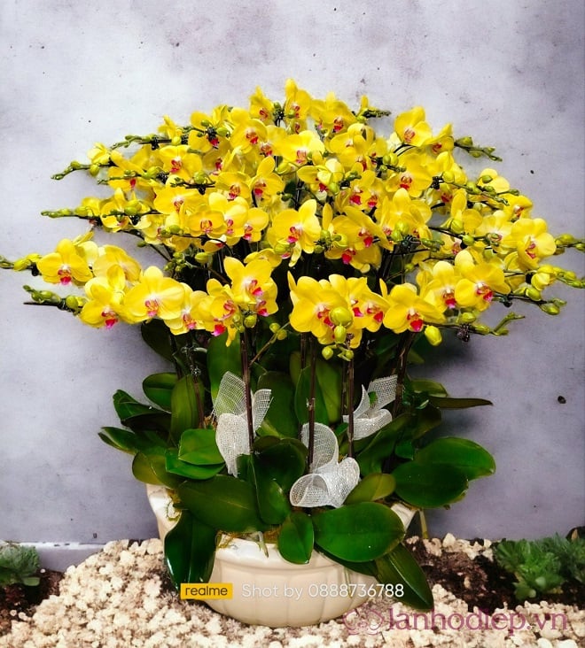 Phalaenopsis orchid garden provides many beautiful Phalaenopsis orchid pots to offer to Buddha.