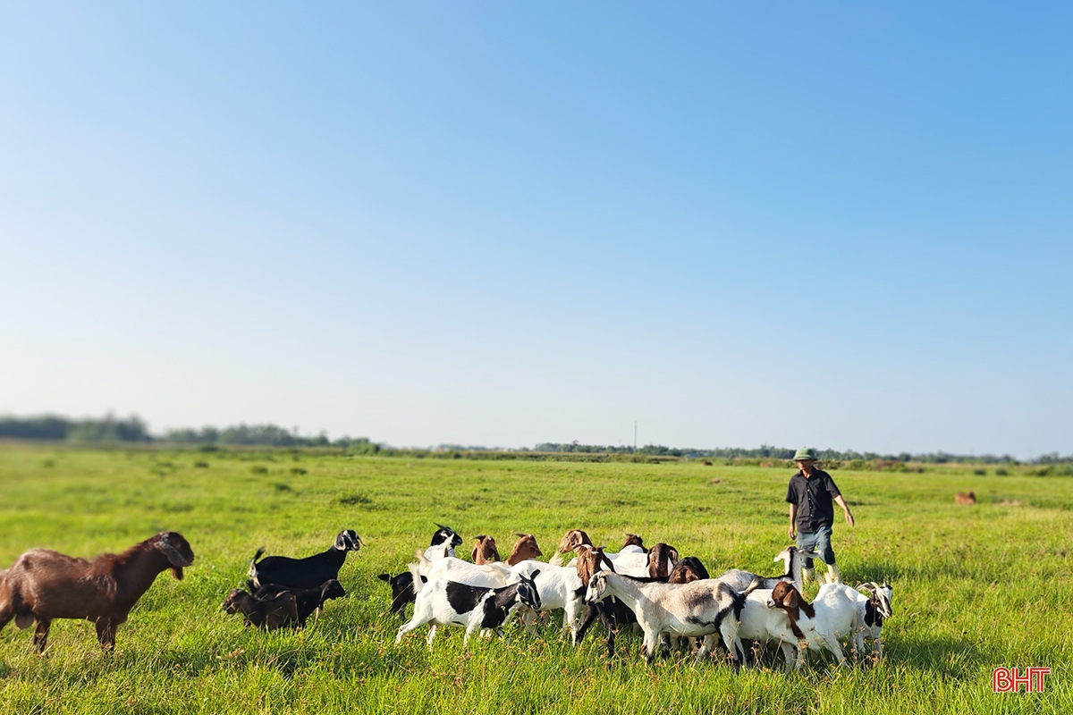 Old farmer in Nghi Xuan shares secret to getting rich from raising Boer goats