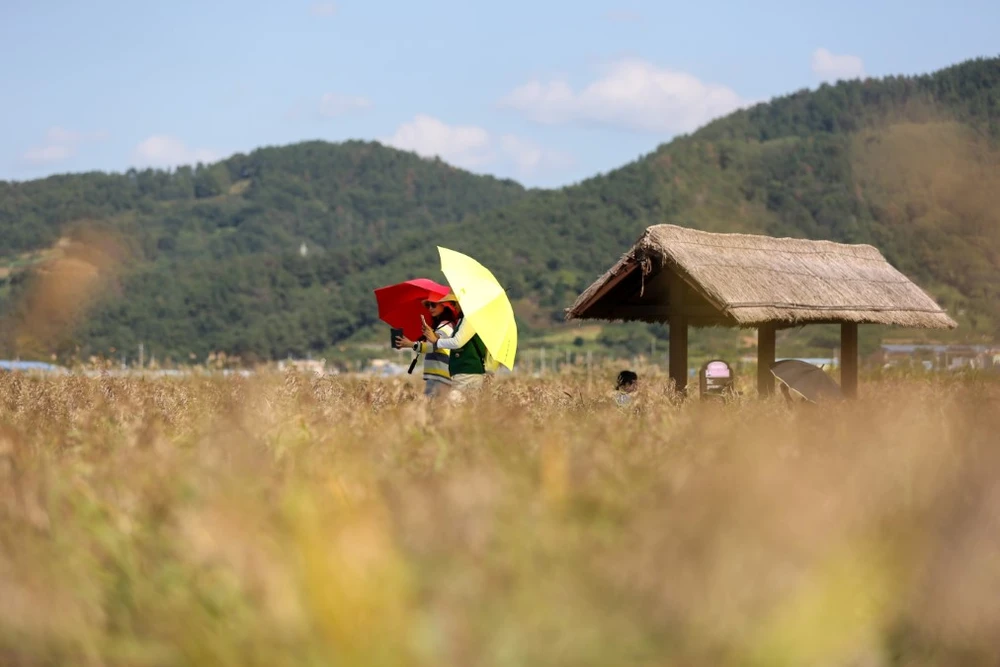 Turistas visitan la bahía de Suncheon (Corea del Sur). (Foto: THX/TTXVN)