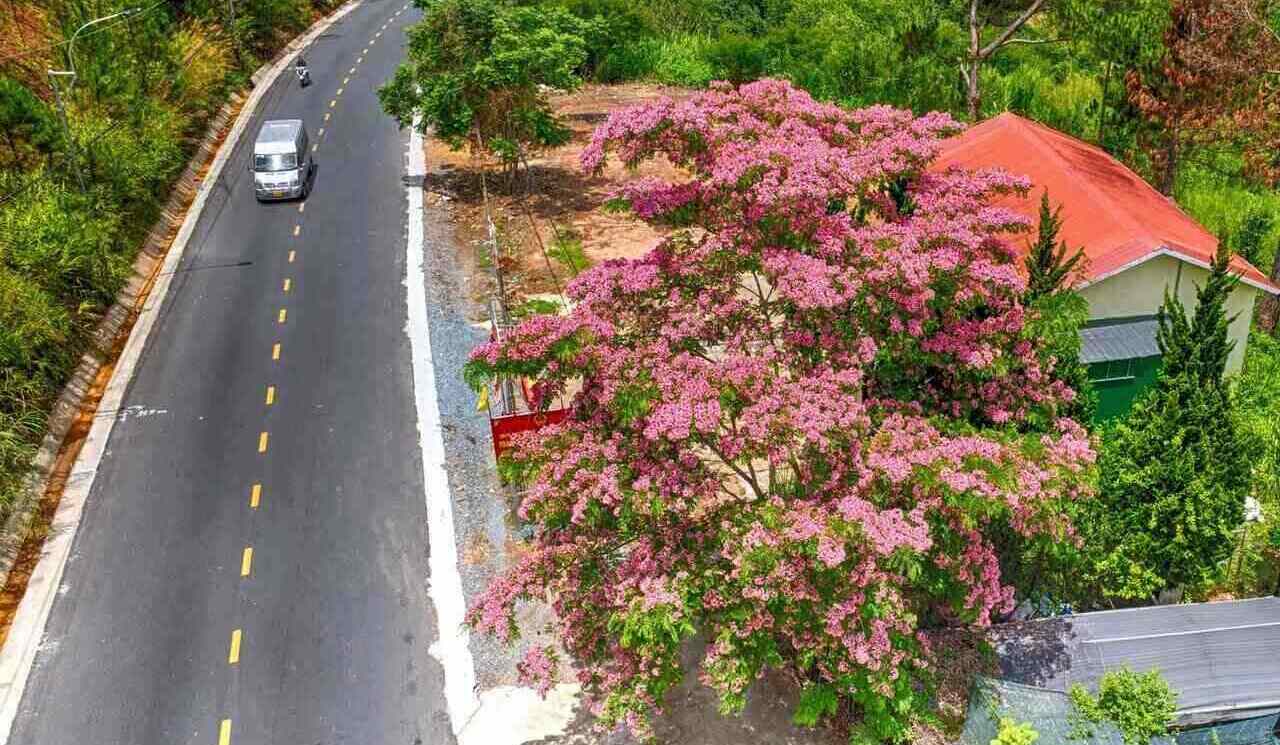 Royal poinciana in Da Lat is also known as Cassia Javanica, a legume tree, scientific name is Cassia Javanica.