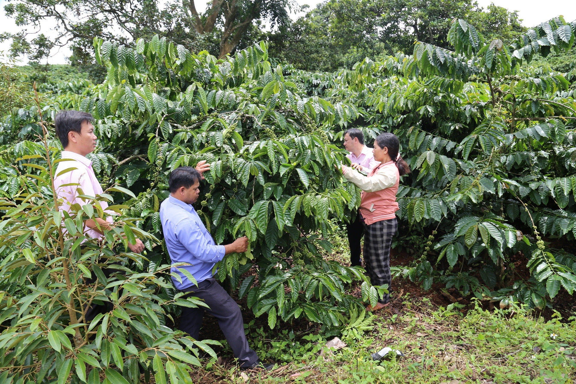 Nhiều hộ đồng bào DTTS ở các tỉnh khu vực Tây Nguyên phát triển kinh tế bằng vốn tín dụng chính sách