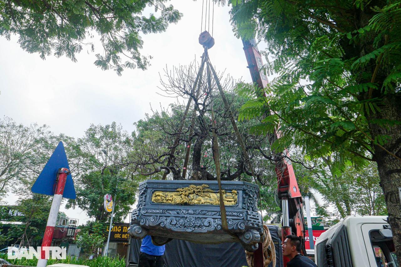 Gốc đào khủng, giá cho thuê 200 triệu đồng dịp Tết ở Hà Nội - 8
