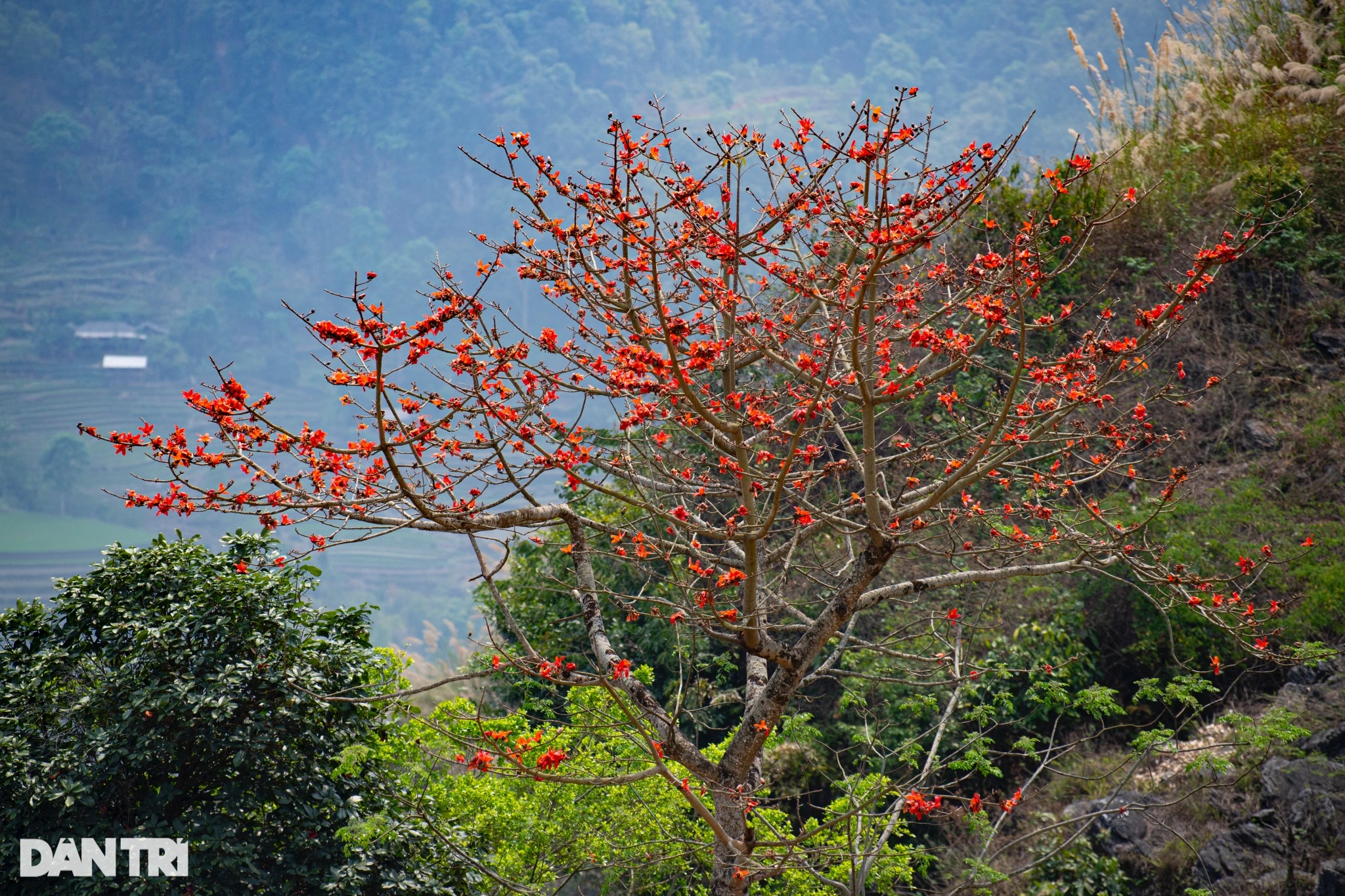 สีสันอันสดใสของดอกลูกแพร์และดอกนุ่นทำให้ภาพที่สูงของภาคตะวันออกเฉียงเหนือสดใสขึ้น