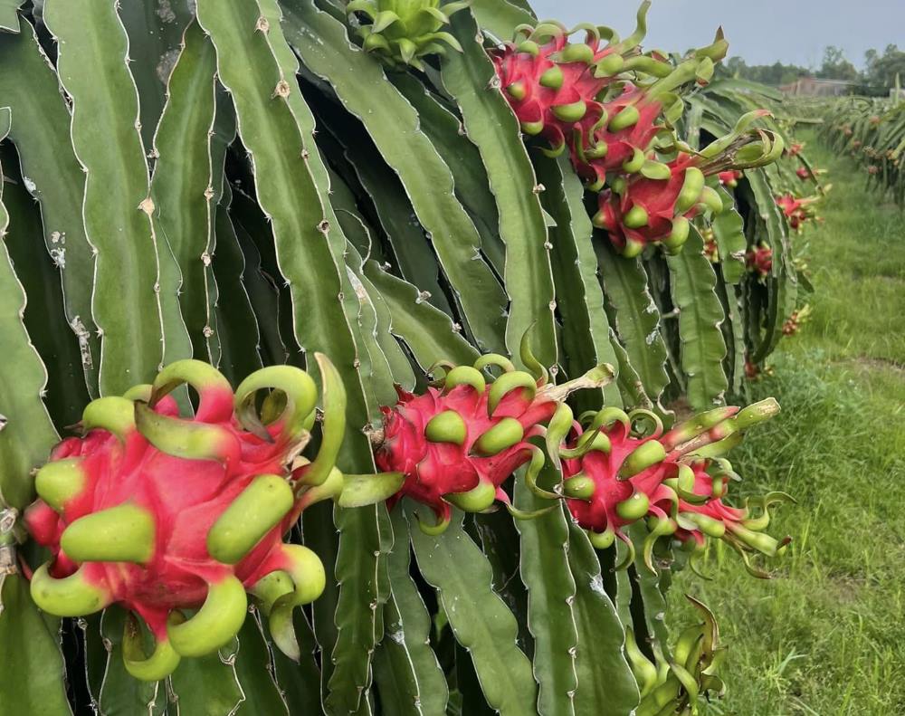 Red dragon fruit when ripe. Photo: Pham Duy