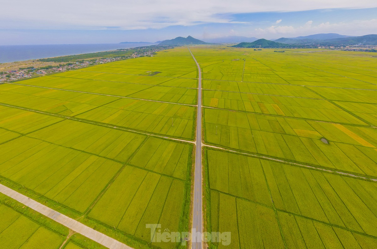 Mê mẩn những cánh đồng lúa chín vàng óng ở Hà Tĩnh ảnh 3