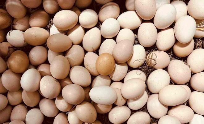 毎日卵を食べても安全ですか？
