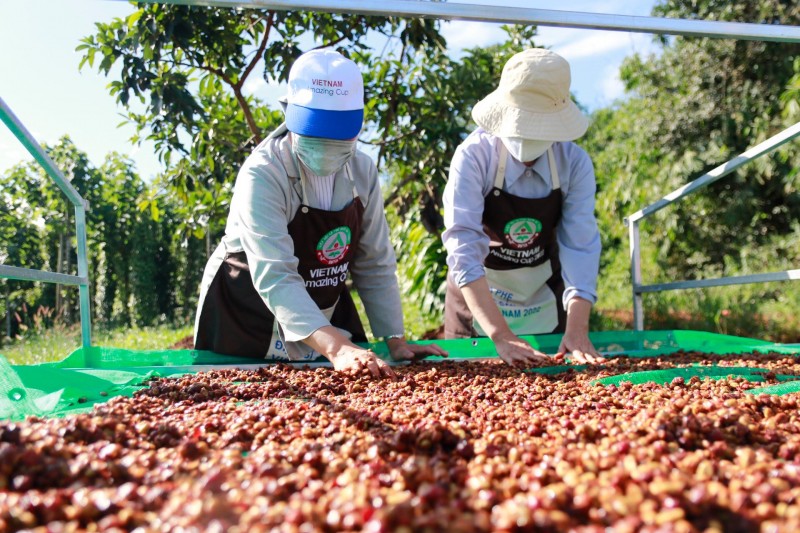 Xuất khẩu cà phê sang Đức tăng mạnh