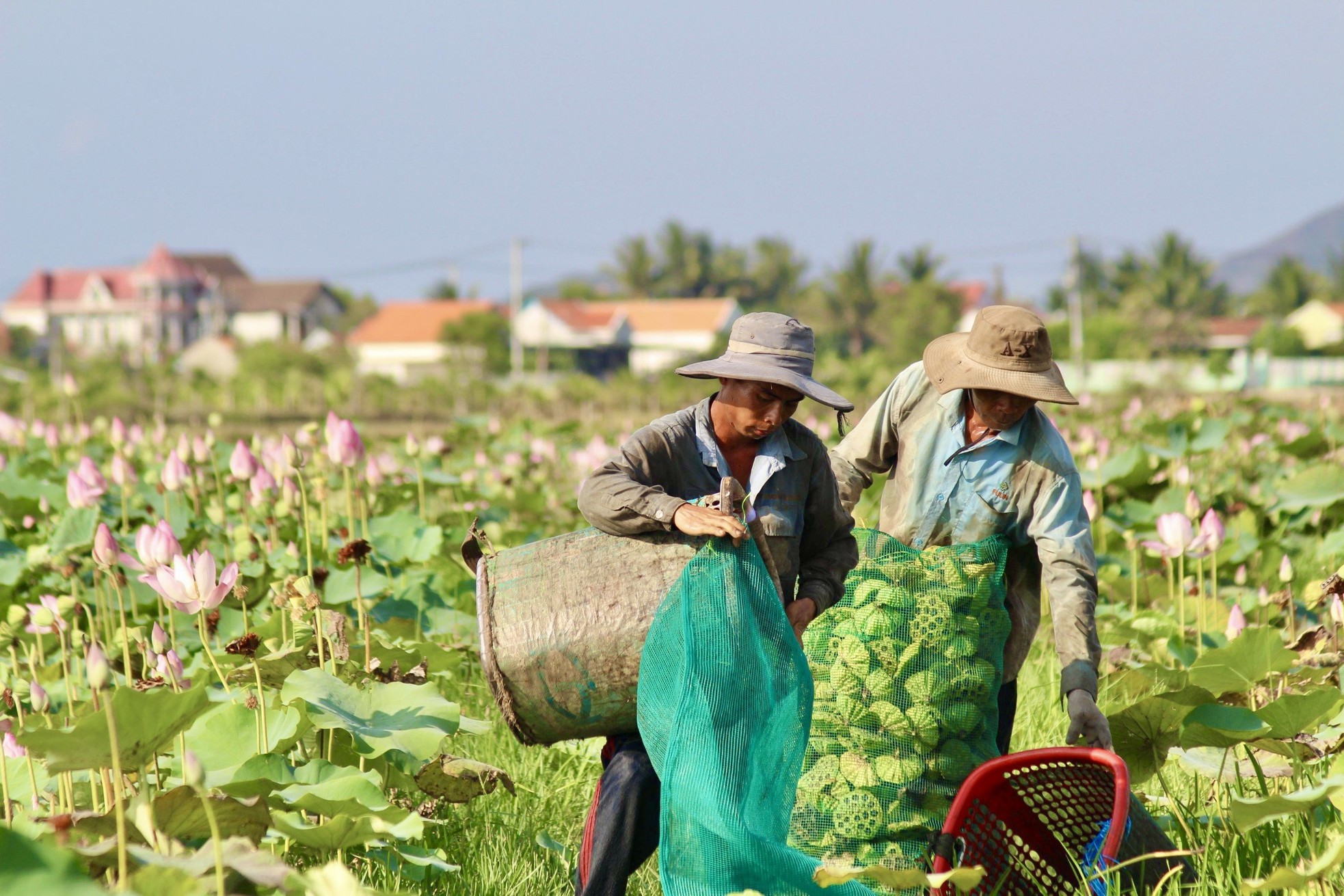 Khanh Hoa farmers brave the sun to harvest lotus flowers photo 9