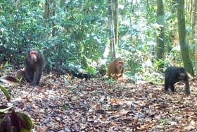 Deux nouvelles espèces animales rares recensées dans la réserve naturelle de Bac Huong Hoa