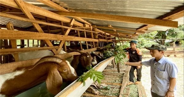 ลัมดงสนับสนุนการดำรงชีพและปรับปรุงคุณภาพชีวิตของชนกลุ่มน้อย