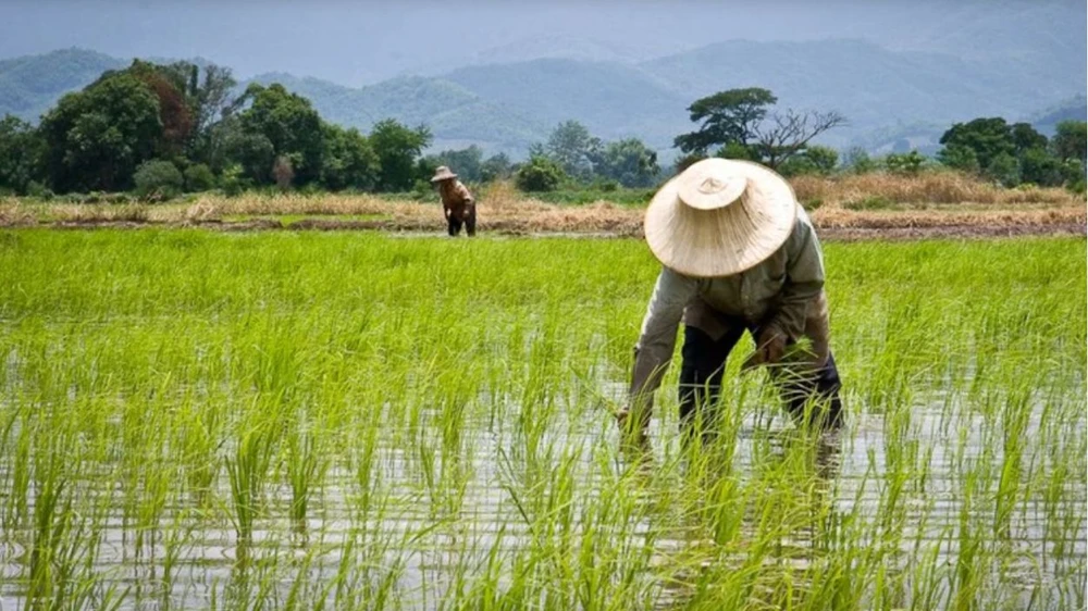 Thái Lan đặt mục tiêu tăng gấp 3 lần thu nhập cho nông dân 