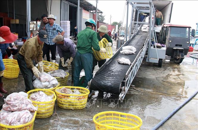 Combating IUU fishing, sustainable development of marine economy - Final article: Restructuring and protecting natural resources