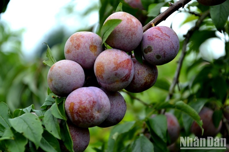 [Photo] Bac Ha in the season of ripe Tam Hoa plums photo 4