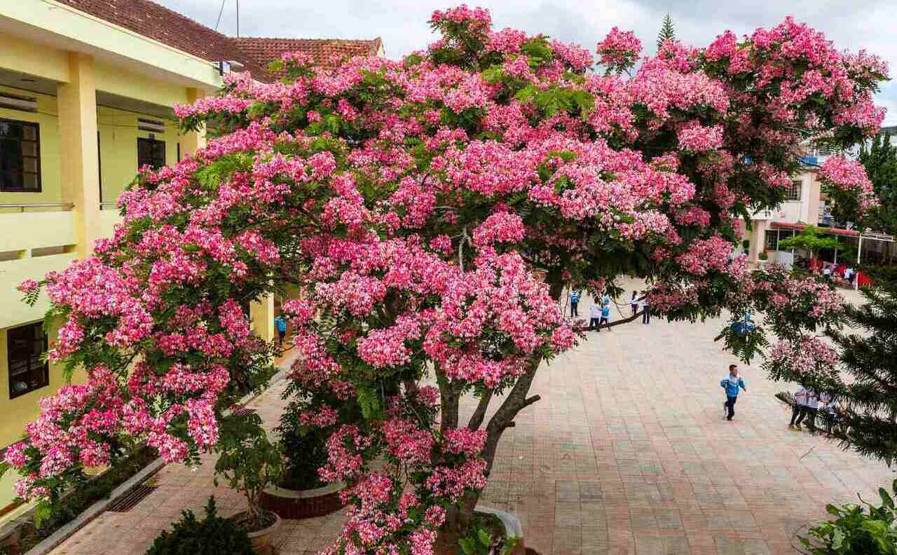 When blooming, Royal Poinciana flowers form very large and dense clusters. Each flower has 5 pink petals. Between the petals are yellow pistils that hug the flower ovary.