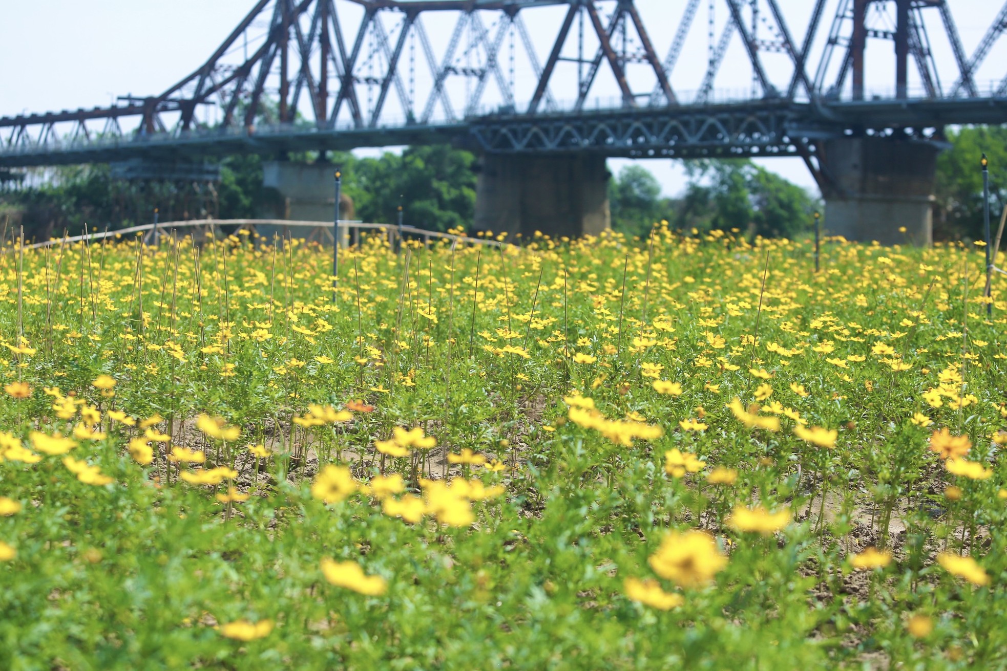 Verloren im wunderschönen gelben Gänseblümchenfeld am Fuß der Long-Bien-Brücke, Foto 9