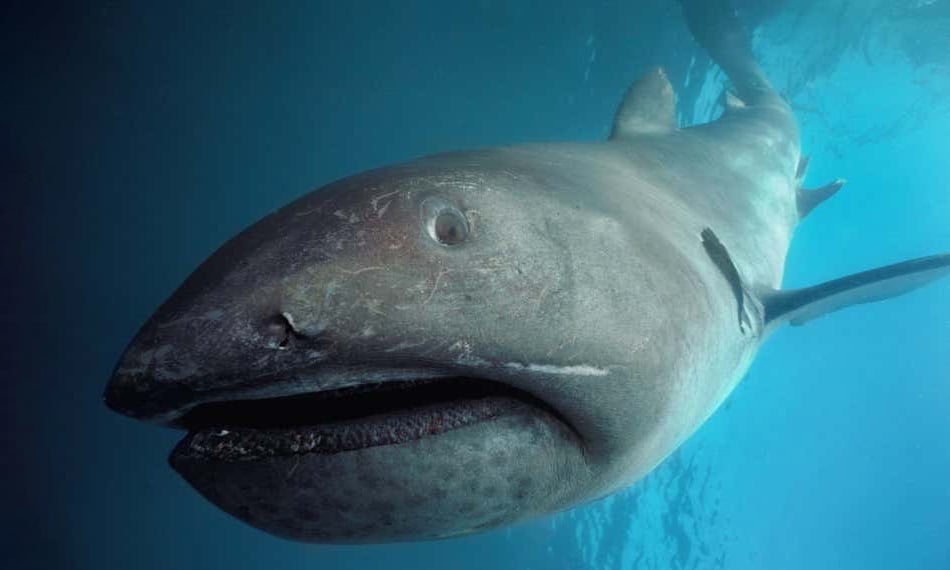 Pregnant megamouth shark washes ashore for first time