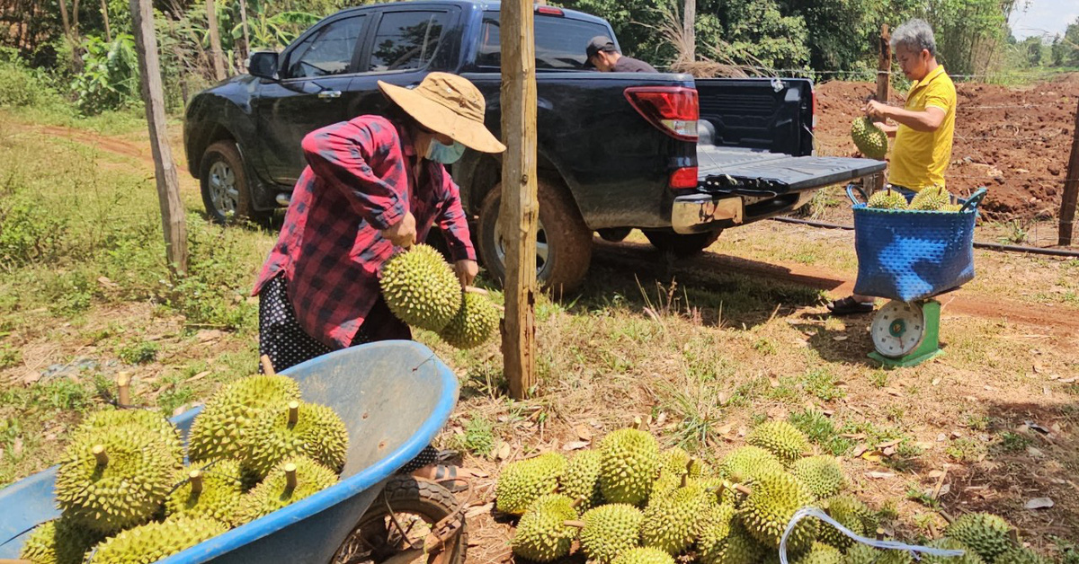 Mưa giảm, chất lượng và giá bán sầu riêng được kỳ vọng sẽ tăng