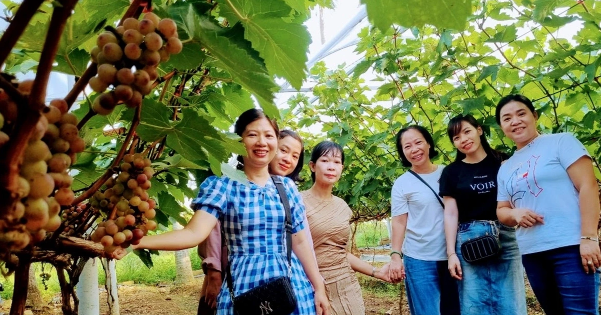 Experimenting with growing foreign grapes, the harvester received unexpected results