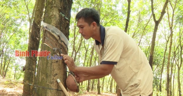 Este es el momento en que los precios del látex de caucho están aumentando más que en los últimos 8 años en Binh Phuoc, la extracción y venta son un gran éxito.