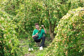 Jardin de pruniers dorés difficile à trouver, un bel endroit pour s'enregistrer à Moc Chau