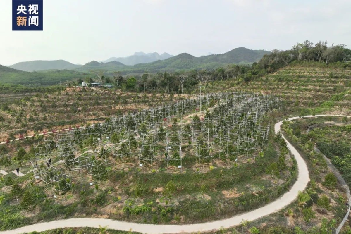 Sầu riêng Trung Quốc có cạnh tranh nổi với Đông Nam Á? - Ảnh 2.