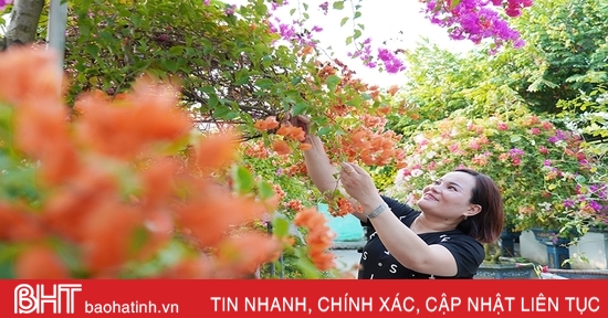 Ngắm dàn hoa giấy rực rỡ nơi miền nông thôn mới Nghi Xuân