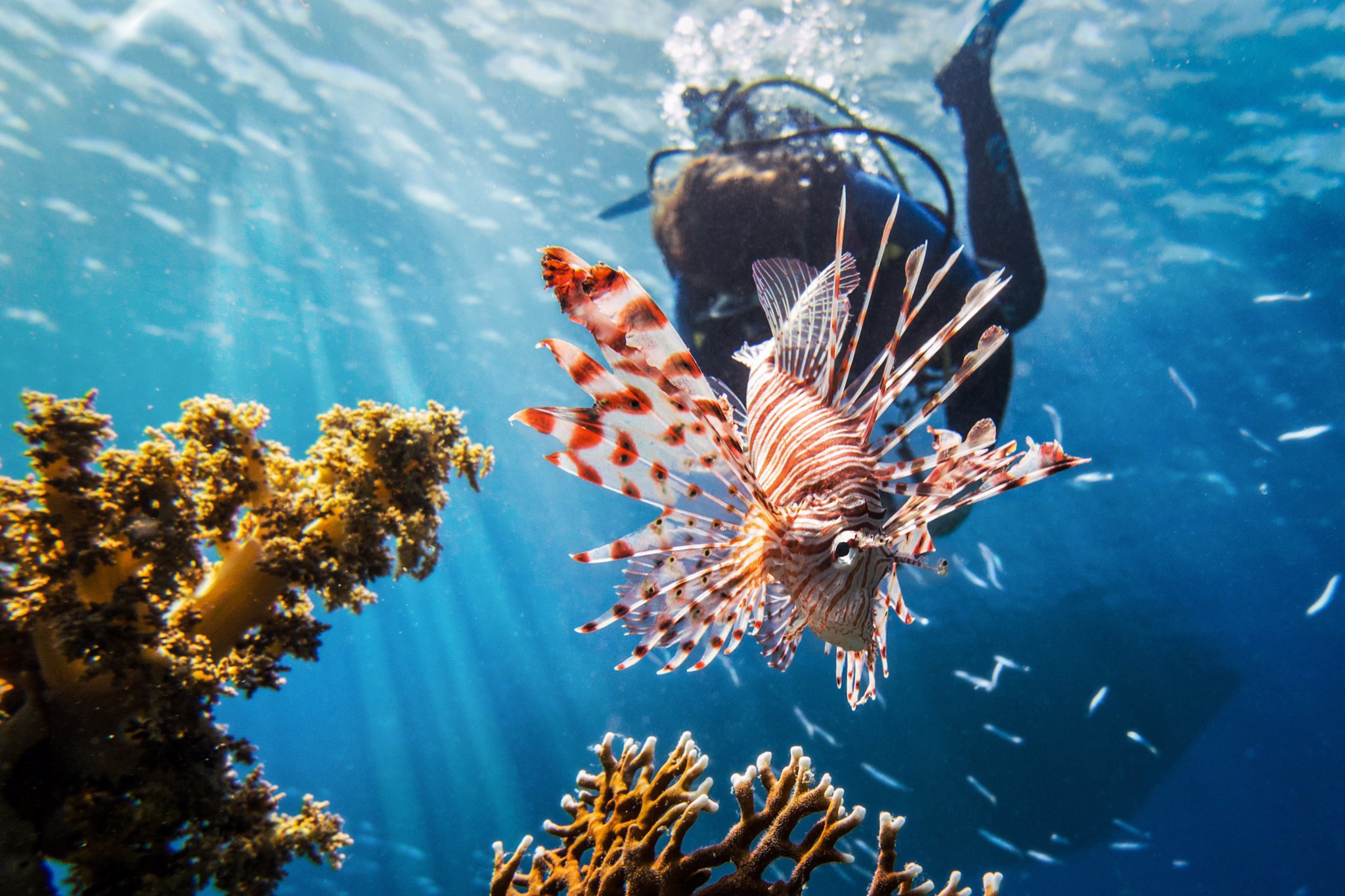 ニャチャンの興味深い生き物がいっぱいの海を探検しましょう