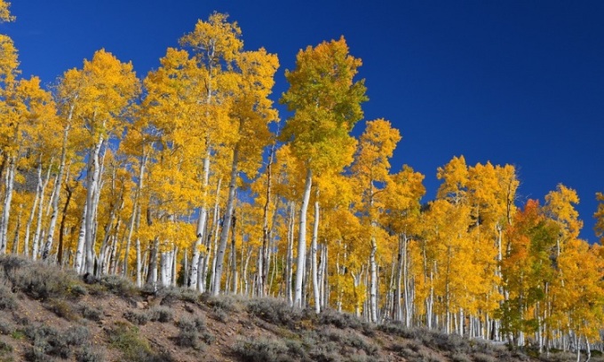 Cây dương lá rung trải rộng 43 hecta ở bang Utah. Ảnh: CNN